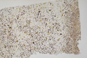 Plane Polarized, S61755/A