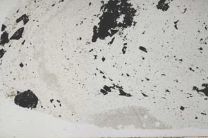 Plane Polarized, S61776