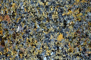 Cross Polarized, S61870