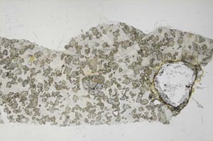 Plane Polarized, S61904/A