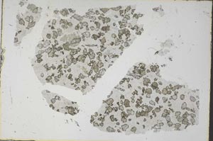 Plane Polarized, S61906