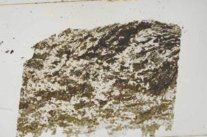 Plane Polarized, S61966