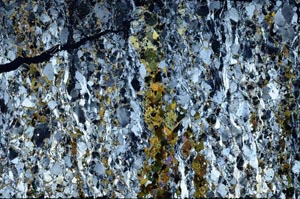 Cross Polarized, S61980