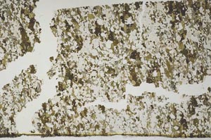 Plane Polarized, S61983