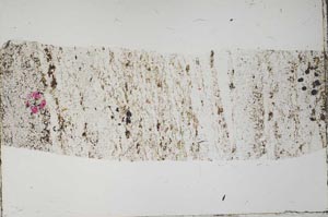 Plane Polarized, S62013