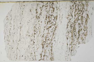 Plane Polarized, S62058