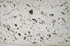 Plane Polarized, S62084