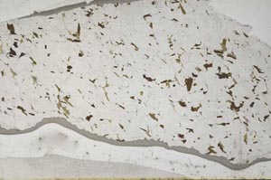 Plane Polarized, S62084/A