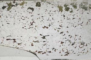 Plane Polarized, S62086