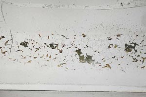 Plane Polarized, S62086/A