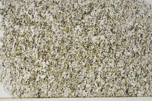 Plane Polarized, S62173