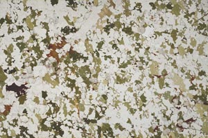 Plane Polarized, S62191