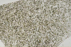 Plane Polarized, S62196