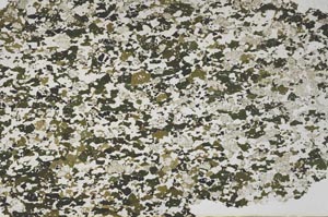 Plane Polarized, S62259