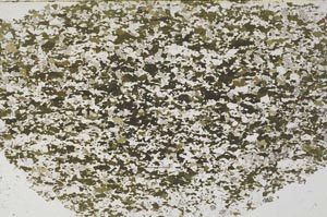 Plane Polarized, S62290