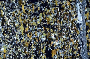 Cross Polarized, S62298