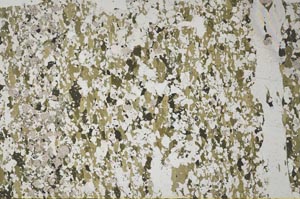 Plane Polarized, S62298