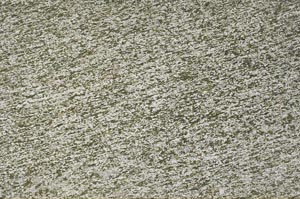 Plane Polarized, S62310