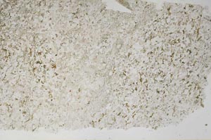 Plane Polarized, S62450