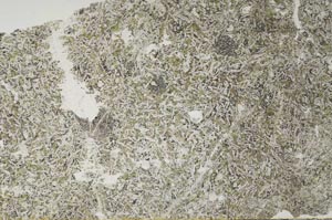 Plane Polarized, S62585