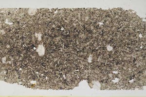 Plane Polarized, S62692