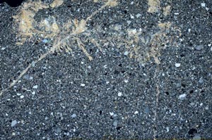 Cross Polarized, S62897