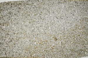 Plane Polarized, S62952