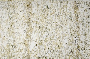 Plane Polarized, S63150