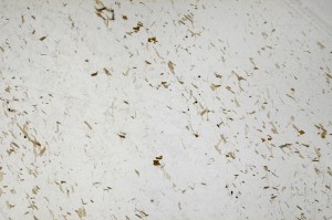 Plane Polarized, S63152