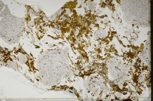 Plane Polarized, S63162