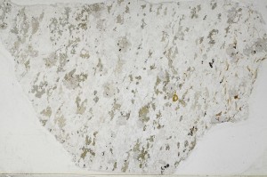 Plane Polarized, S63178