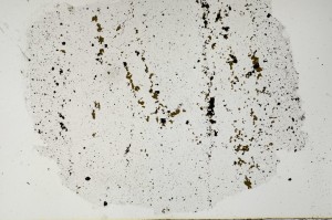 Plane Polarized, S63213
