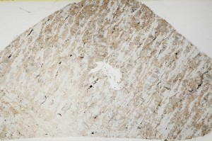 Plane Polarized, S63340