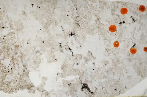 Plane Polarized, S63343