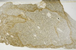 Plane Polarized, S63367