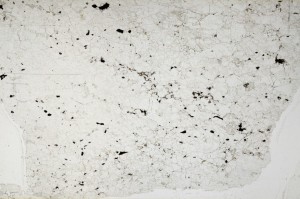 Plane Polarized, S63412