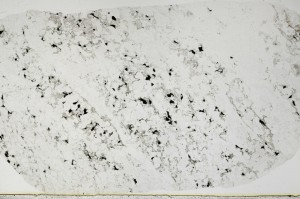 Plane Polarized, S63415