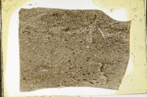 Plane Polarized, S63468