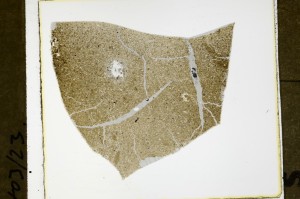 Plane Polarized, S63472