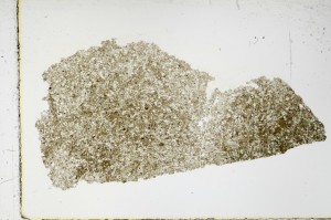 Plane Polarized, S63490