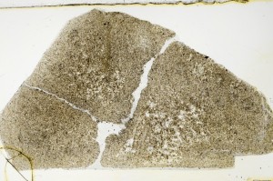 Plane Polarized, S63508