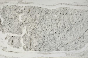 Plane Polarized, S63582