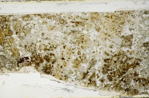 Plane Polarized, S63596