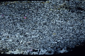 Cross Polarized, S63601