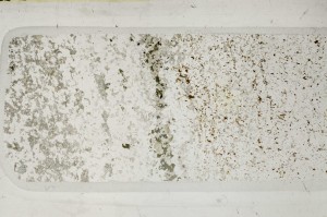 Plane Polarized, S63642