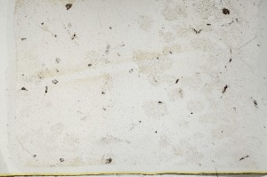 Plane Polarized, S63662