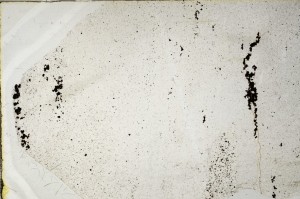 Plane Polarized, S63665