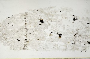 Plane Polarized, S63669