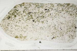 Plane Polarized, S63725