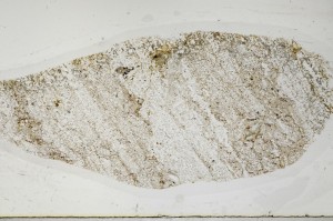 Plane Polarized, S63736
